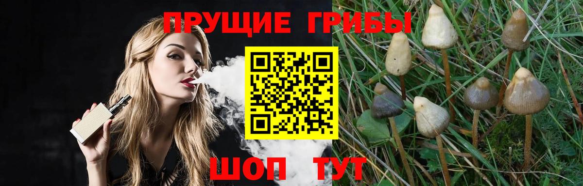 Псилоцибиновые грибы мицелий Электрогорск